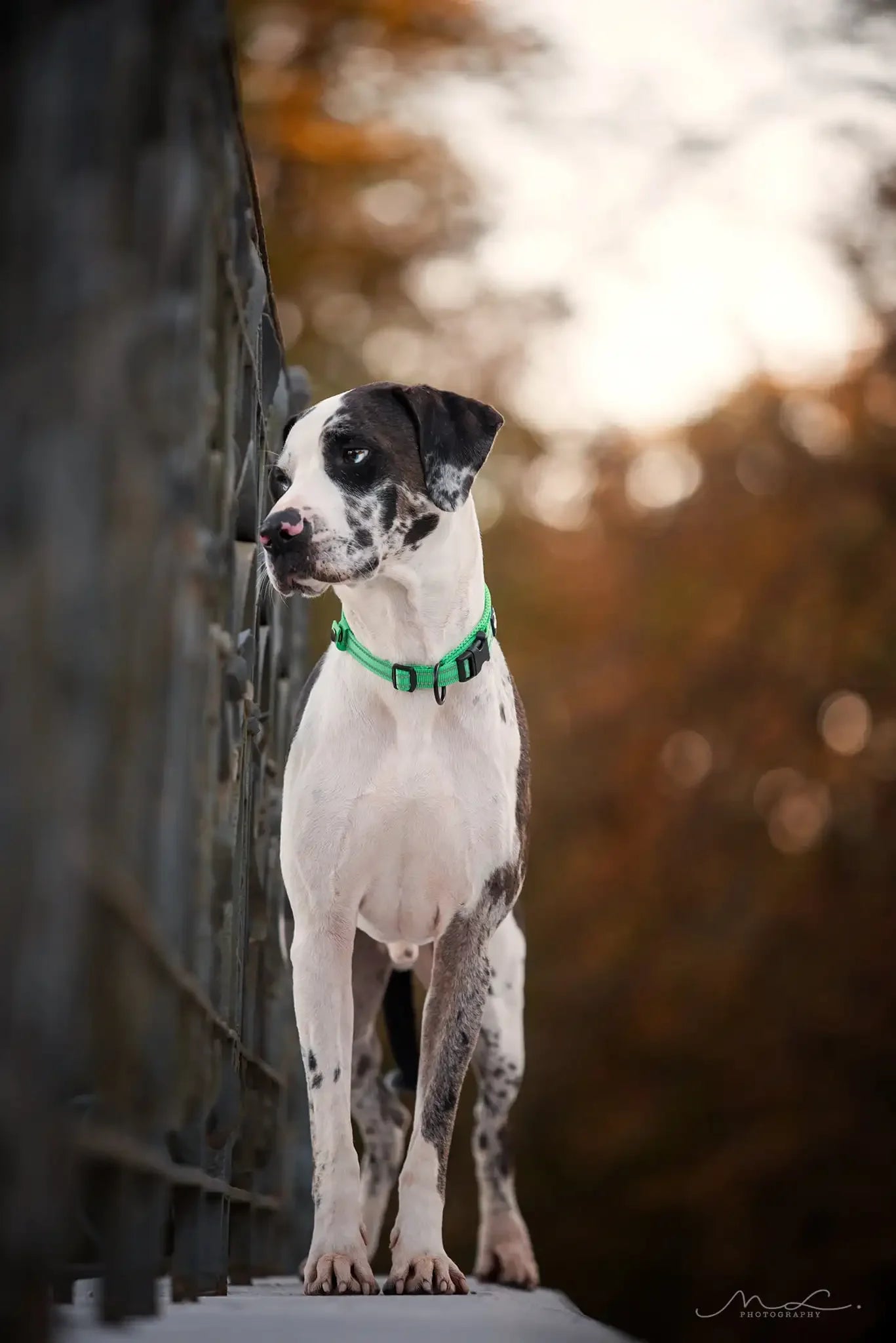 TRUELOVE Adjustable Nylon Dog Collar With Padded Reflective